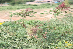 Amaranthus hybridus